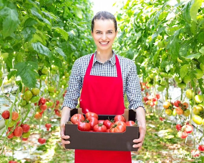 Овощевод в Тепличный комбинат