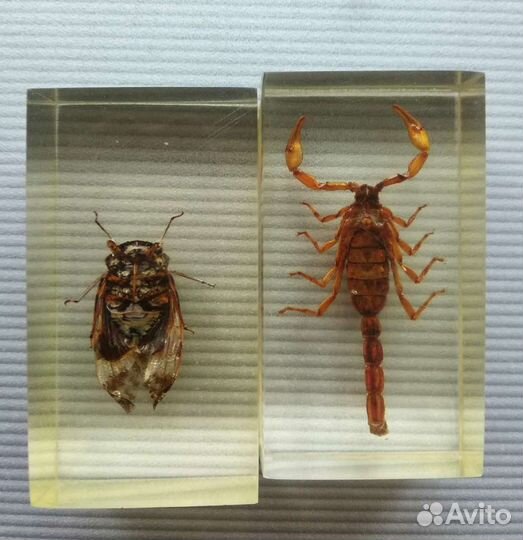 Насекомые и их знакомые (цена за всё)