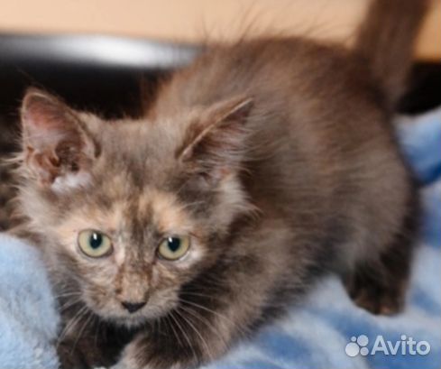 Котёнок Пуша