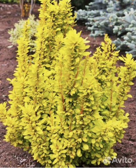 Барбарис Мария