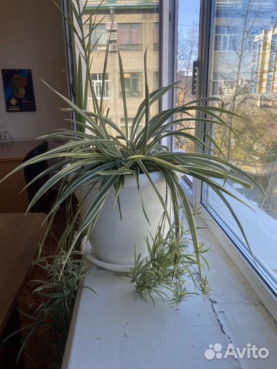 Хлорофитум