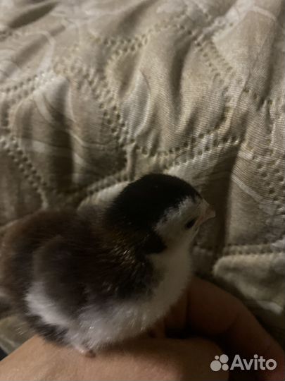 Инкубационное яйцо цесарки