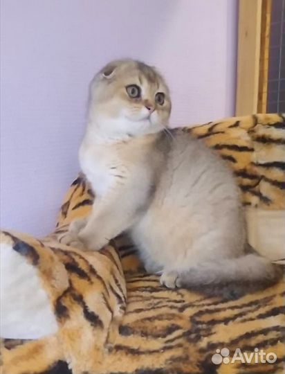 Золотой Мальчик
