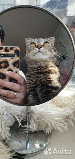 Бесплатно вислоухая кошка