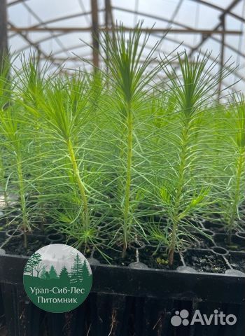 Сеянцы зкс Сосна Ель Лиственница окс Голуб Горн