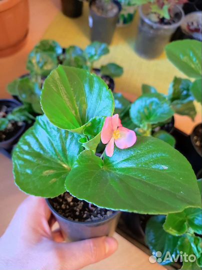 Бегония вечноцветущая,каланхоэ оленьи рожки