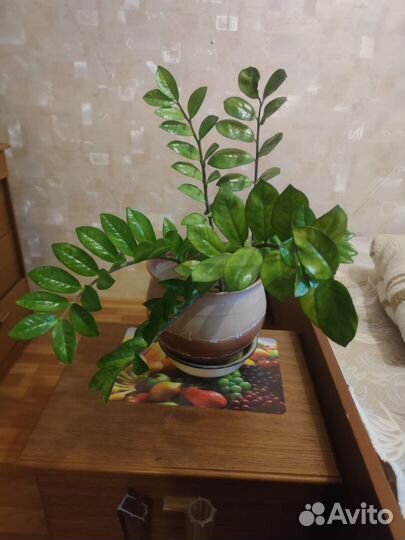 Замиокулькас долларовое дерево