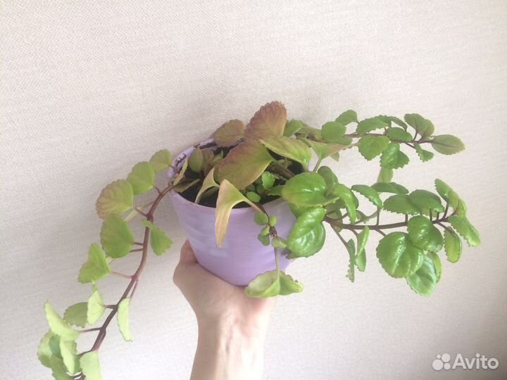 Комнатные цветы Сансевиерия,плектрантус,хавортия