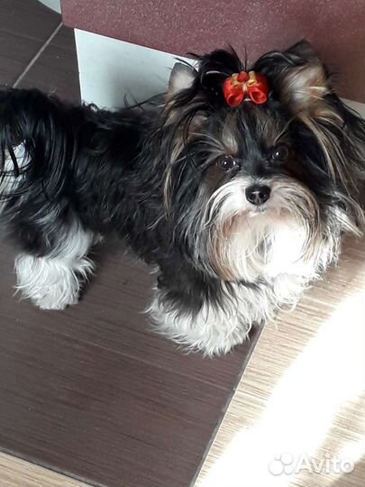 Вязка Бивера