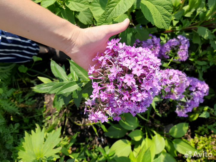 Цветы фиолетовые