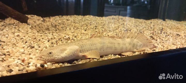 Полиптерус лапради