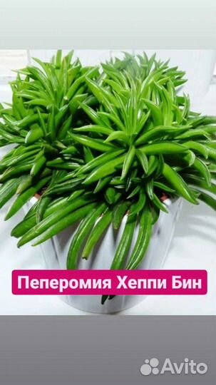 Традесканция Зебрина, Циперус Фараон, Циссус