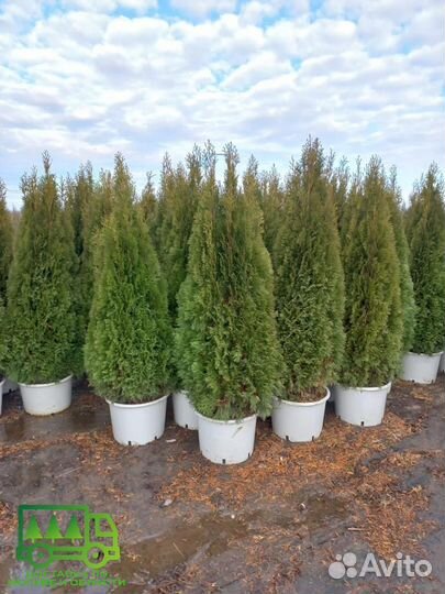 Туя Смарагд + посадка с гарантией