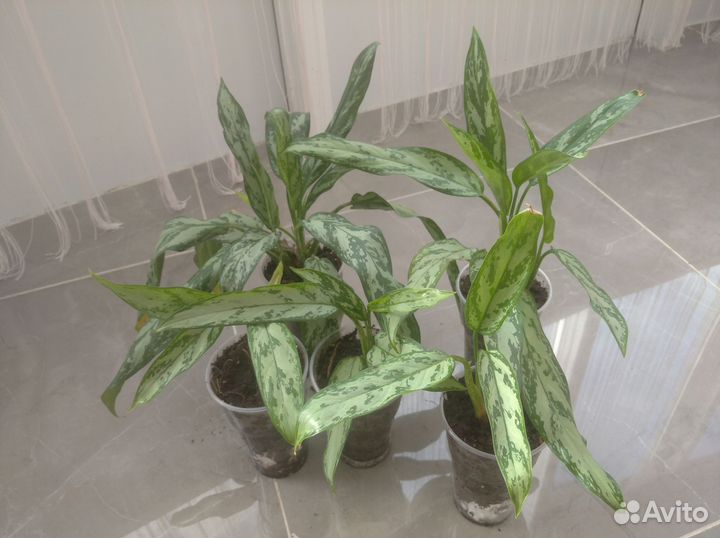 Аглаонема Сильвер Квин, Мария