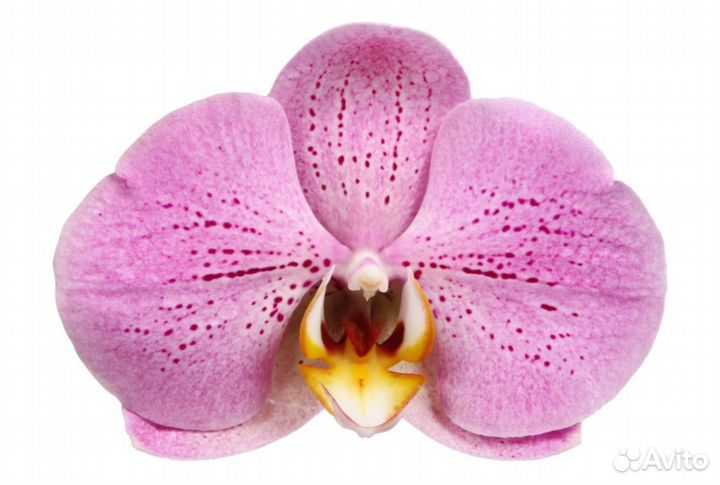 Орхидея фаленопсис отцветшие