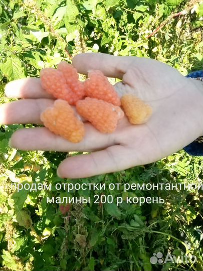 Ремонтантная малина