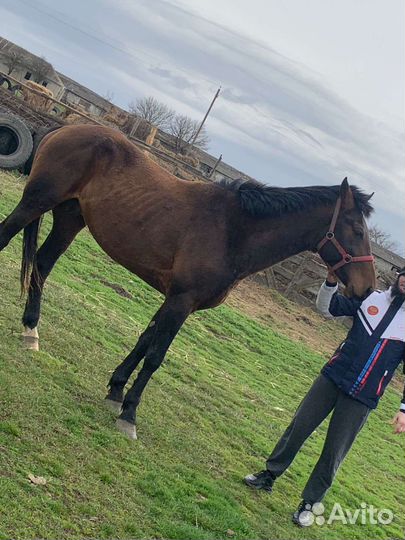 Жеребец 2,10месяцев