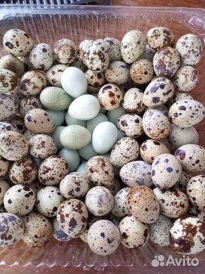 Яйца перепелиные инкубационное
