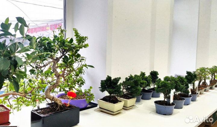 Бонсай огромный выбор
