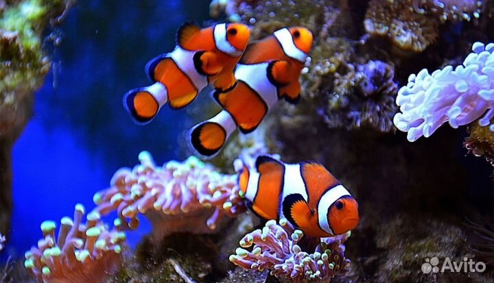 Клоун оцеллярис