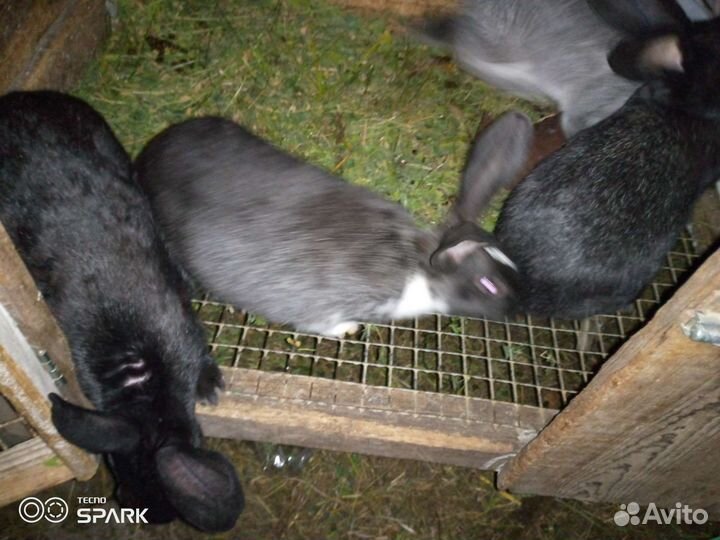 Кролики Серый великан