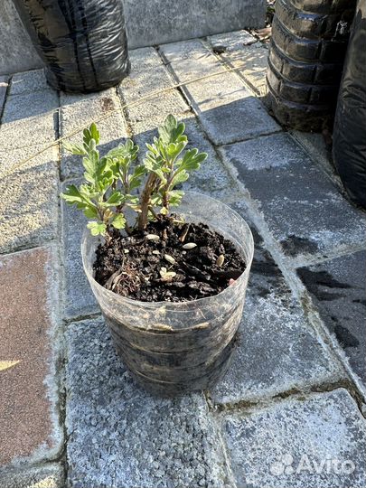 Ромашка, наперстянка, пижма девичья