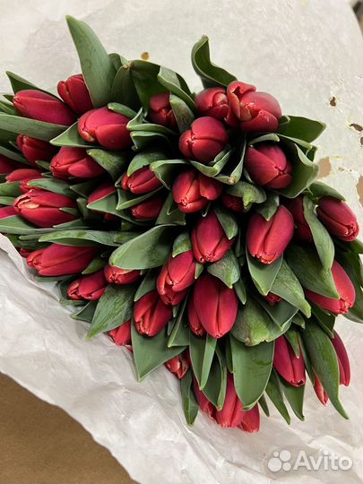 Тюльпан розница и опт
