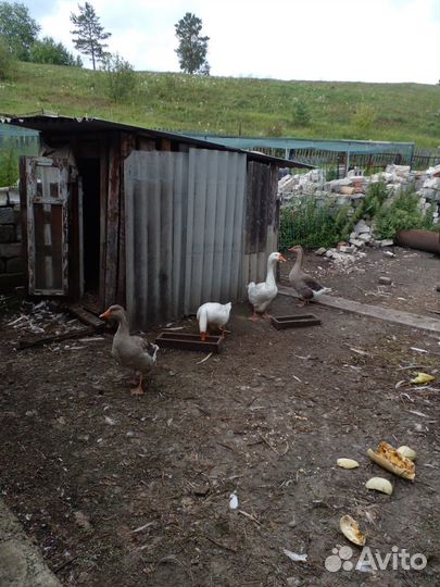 Продам семью гусей