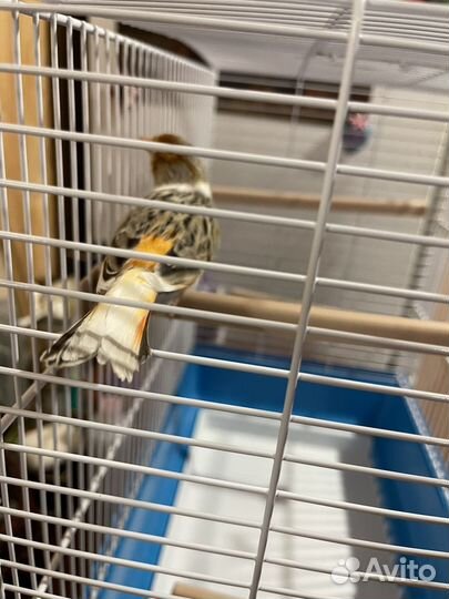 Кенар с клеткой