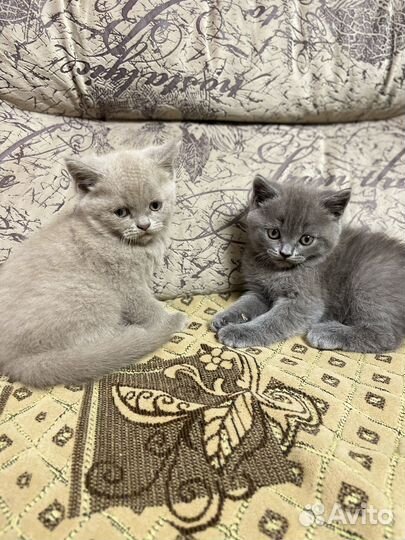 Британские котята
