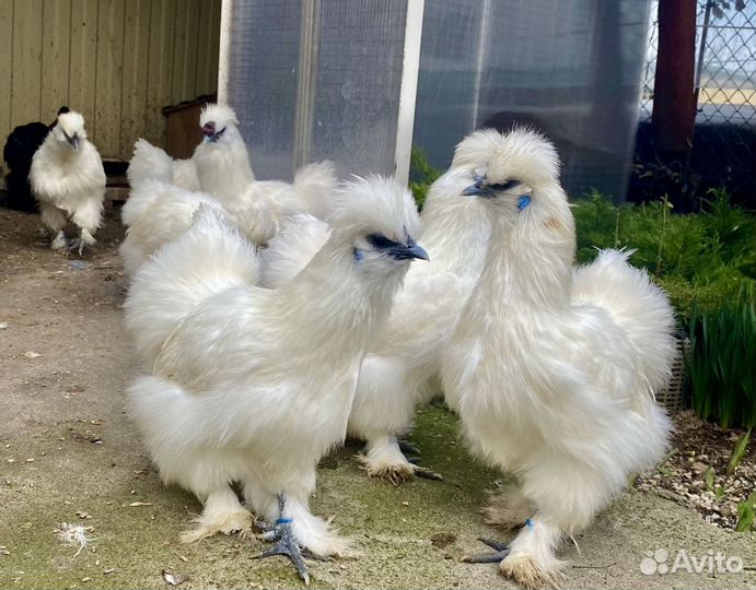 Китайские шелковые куры