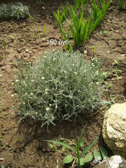 Цветы садовые