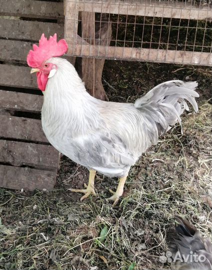 Куры петухи