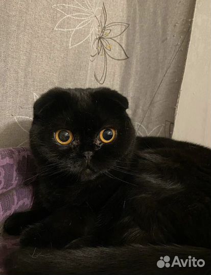 Передержка