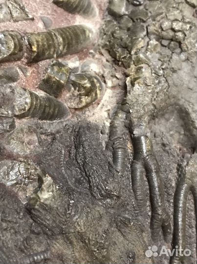 Окаменелые морские лилии Криноидеи