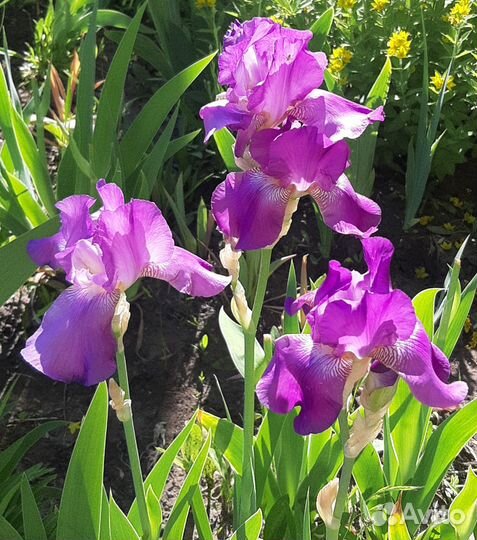 Ирисы бородатые