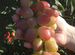 Саженцы винограда 26 сортов