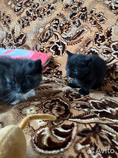 Отдаем котят в хорошие руки