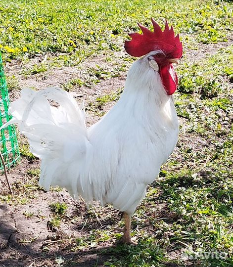Куры Мехеленская кукушка и петушок Леггорн
