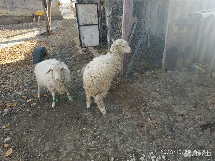 Баранчики и козленок