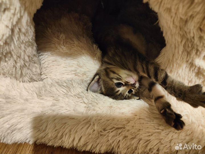 Кошка в дар