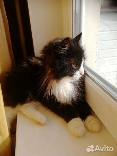 Метис лесной кошки в добрые руки