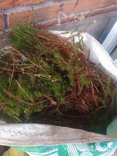 Кукушкин лен