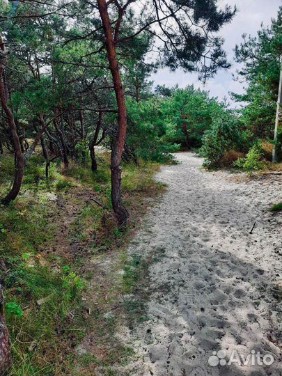 Экскурсии Куршская Коса; Обзорная по Калининграду