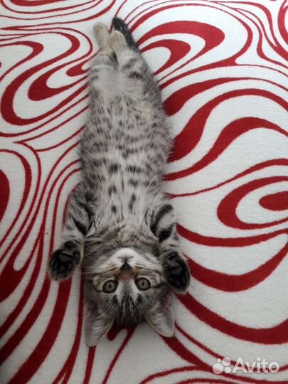 Кошечка ищет дом