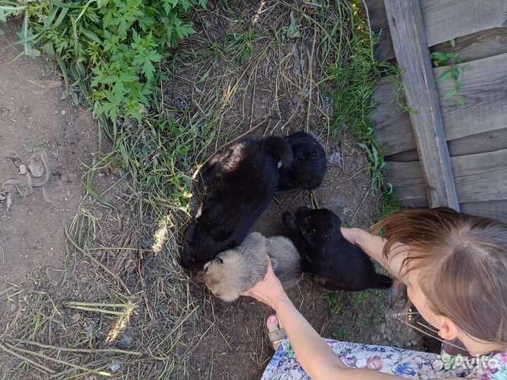 Собаки щенки