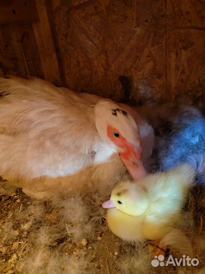 Белая мускусная утка с утятами (индоутка)