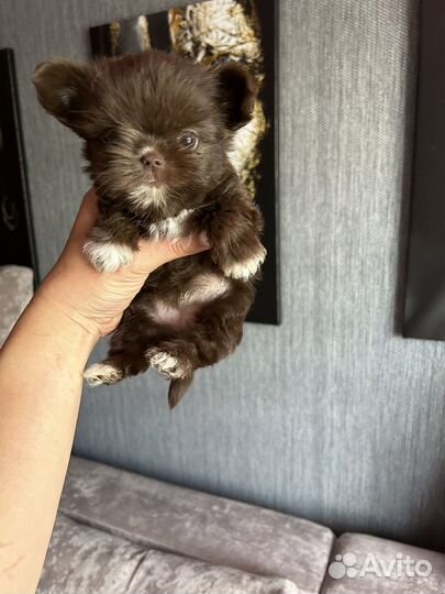 Мини эксклюзифффчик девчуля