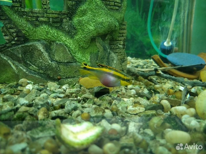 Аквариумные рыбки