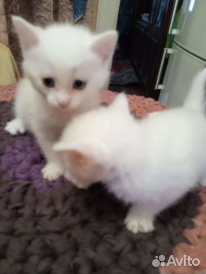 Сибирская кошка